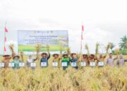 BI Sumut Dan Pemkab Sergai Panen Padi Gapoktan Harapan