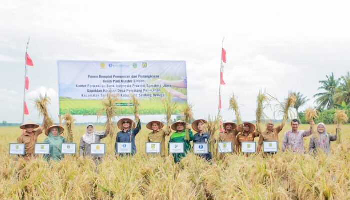 BI Sumut Dan Pemkab Sergai Panen Padi Gapoktan Harapan