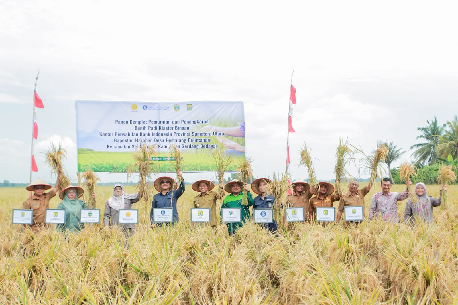 BI Sumut Dan Pemkab Sergai Panen Padi Gapoktan Harapan