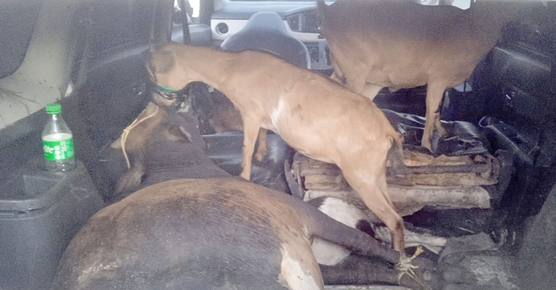 Kepergok, Tiga Maling Tinggalkan Seekor Sapi Dan Enam Kambing Kepergok, Tiga Maling Tinggalkan Seekor Sapi Dan Enam Kambing