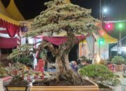 Ratusan Tanaman Bonsai Ramaikan Pameran TAMBOI II