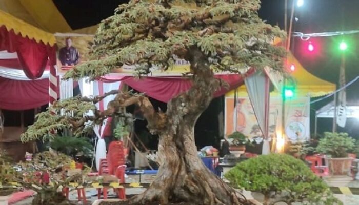 Ratusan Tanaman Bonsai Ramaikan Pameran TAMBOI II