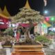 Ratusan Tanaman Bonsai Ramaikan Pameran TAMBOI II