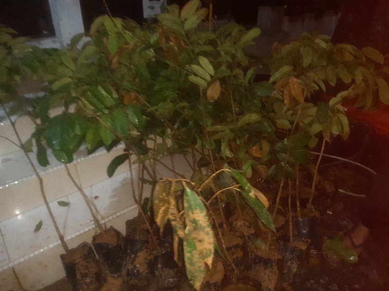 Bea Cukai Langsa Tangkap Barang Ilegal Bea Cukai Langsa Tangkap Barang Ilegal