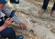 Harimau Terkam Ternak Di Aceh