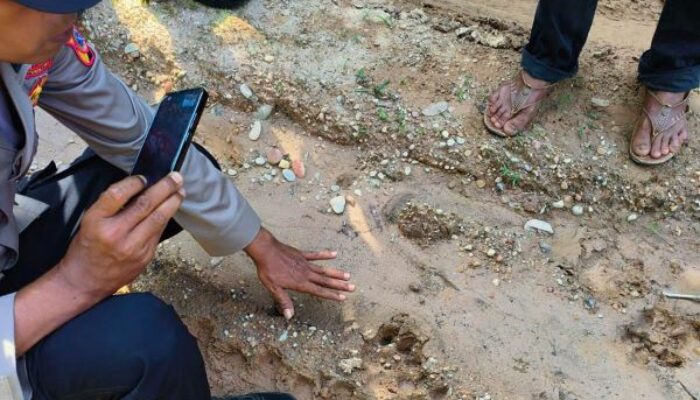 Harimau Terkam Ternak Di Aceh