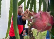 Darma Wijaya Panen Buah Naga Untuk Warga Sekitar