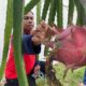 Bupati Sergai H. Darma Wijaya memetik buah naga. Waspada/Darmawan