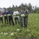 Kader Udara Bersih Indonesia (UBI) Aceh Barat memperlihatkan buah sedangkan di kebun dari olahan lahan  tanpa bakar di Aceh Barat, Selasa (15/8).(Waspada/Ist)