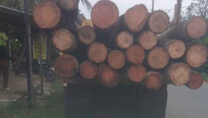 Sadiq Tewas Tertimpa Batang Pohon Kelapa