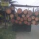 Di truk Colt Diesel BA 9712 HE inilah para pekerja memuat potongan pohon kelapa. Waspada/Ist