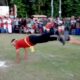 Camat Indrajaya, Kabupaten Pidie Muhammad Jabannur melakukan salto saat melakukan atraksi Geudeu-geudeu, Kamis (17/8) Waspada/Muhammad Riza