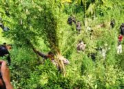Pemusnahkan ladang ganja di Desa Blang Manyak, Sawang, Aceh Utara, Wilayah hukum Polres Lhokseumawe, Senin (21/8). Waspada/ist