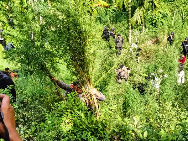 Pemusnahkan ladang ganja di Desa Blang Manyak, Sawang, Aceh Utara, Wilayah hukum Polres Lhokseumawe, Senin (21/8). Waspada/ist
