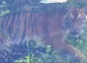 Penampakan Harimau Ancam Warga