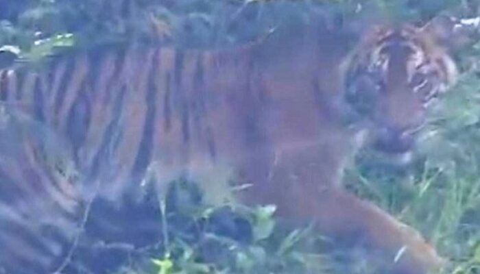 Penampakan Harimau Ancam Warga