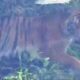 HARIMAU: Satu individu harimau sumatera diabadikan warga saat menampakkan diri di pinggir jalan Peunaron – Lokop, Aceh Timur, Senin (21/8). Waspada/Ist.