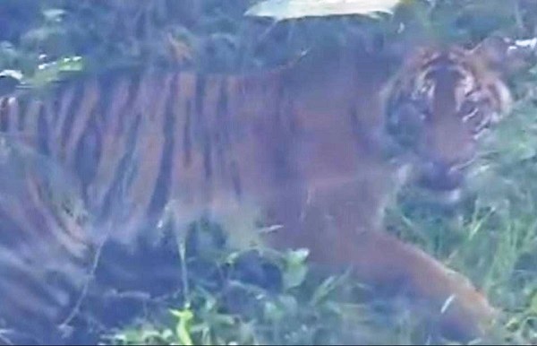HARIMAU: Satu individu harimau sumatera diabadikan warga saat menampakkan diri di pinggir jalan Peunaron – Lokop, Aceh Timur, Senin (21/8). Waspada/Ist.