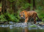 Warga Temukan Jejak Harimau Dekat SD, Kotanopan Waspada