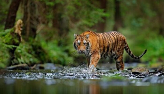 Warga Temukan Jejak Harimau Dekat SD, Kotanopan Waspada