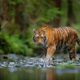 Binatang buas diyakini harimau sumatera. Waspada/Ist