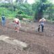 Rumah Tahanan Negara (Rutan) Klas IIB Tarutung melaksanakan program pemerintah tentang ketahanan pangan (Ketapang) dengan membina warga binaan pemasyarakatan (WBP) melalui bercocok tanam di areal sekitar rutan, Kamis (3/8). Waspada/ist