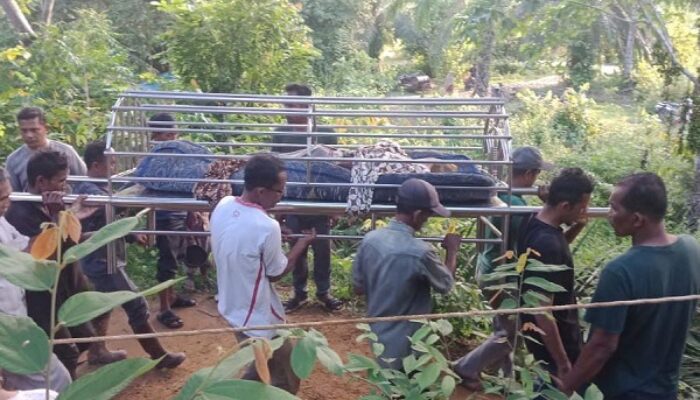 Buruh Sawit Meninggal Tersengat Listrik