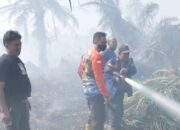 19 Ha Lahan Sawit Di Asahan Terbakar