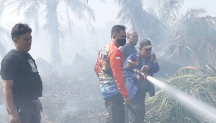 19 Ha Lahan Sawit Di Asahan Terbakar