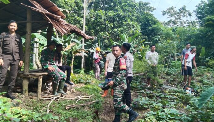 Usai Mediasi, PLN Bersihkan Tanaman Warga Di Jalur T/L 70 kV Gunung Sitoli-Teluk Dalam