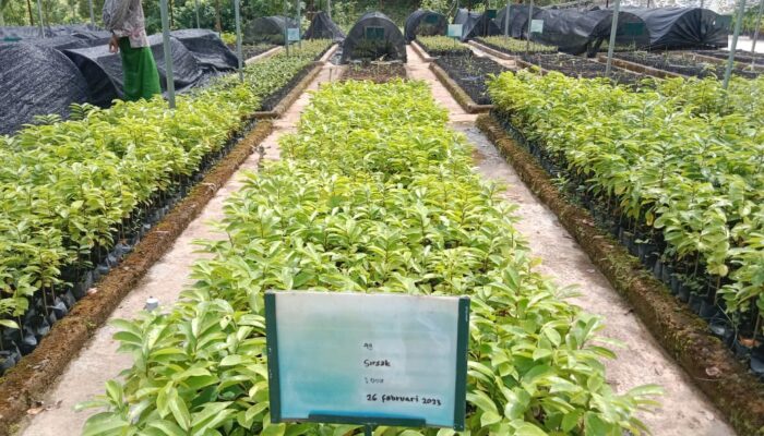 Aceh Besar Terima 1.000 Bibit Untuk Penghijauan