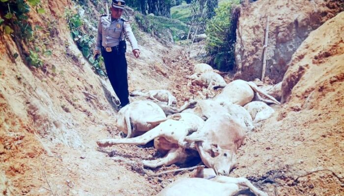 13 Lembu Warga Mati Di Perkebunan