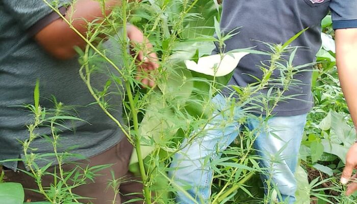 Pasutri Pemilik Tanaman Dan Pengedar Ganja Ditangkap Polsek Tigalingga