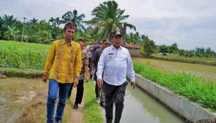 Debit Air Berkurang, Petani Huta Bayuraja Mengeluh Tidak Bisa Tanam Padi