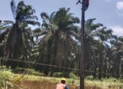 Petugas PLN sedang melakukan perbaikan jaringan tegangan menengah akibat tertimpa pohon saat cuaca ektrem di Kabupaten Mandailing Natal, Sabtu (23/9).