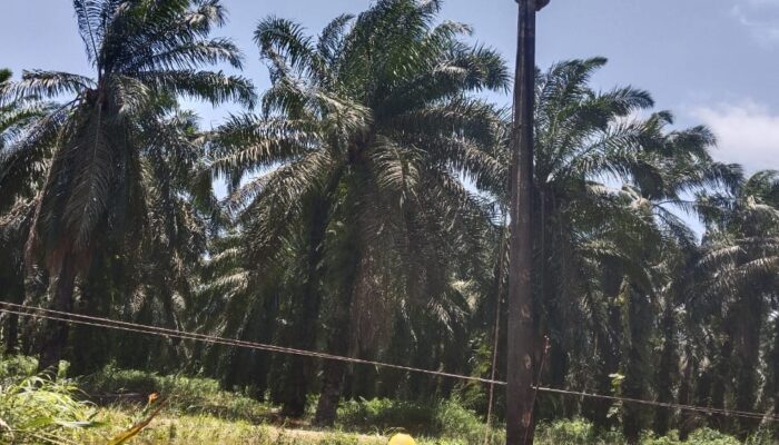 Kurang Dari 24 Jam, PLN Berhasil Pulihkan Kelistrikan Di Mandailing Natal