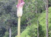 Bunga Bangkai Raksasa Ditemukan Di Hutan Beutong Ateuh