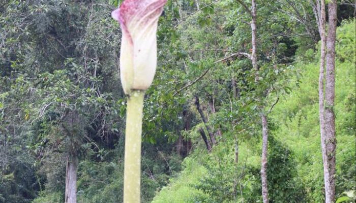 Bunga Bangkai Raksasa Ditemukan Di Hutan Beutong Ateuh