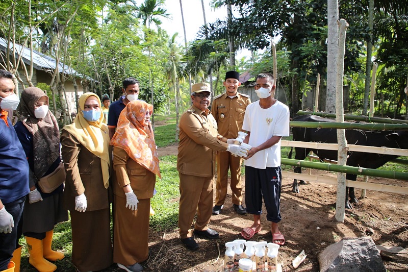 Vaksinasi Sapi Antisipasi Penyakit PMK Di Aceh Utara