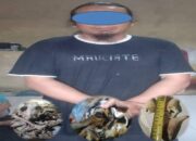 Polisi Tangkap Pelaku Perdagangan Satwa Dilindungi