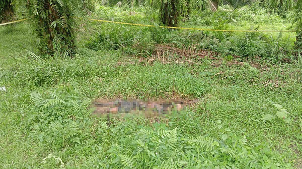 Sesosok mayat laki-laki tanpa identitas ditemukan di areal PTPN III Afd 4 Rambutan, Sibarau Desa Pertapaan Kecamatan Tebingtinggi, Kabupaten Serdangbedagai, Selasa (12/9). Waspada/Ist