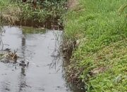 SALAH satu titik parit pembuangan di Labuhanruku, Kecamatan Talawi, Batubara mengalami pendangkalan dan dibalut semak yang berakibat terhambatnya kelancaran air mengalir ke laut. Waspada/Iwan Has