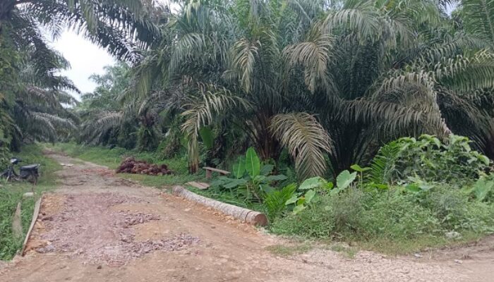 LBH: Mafia Tanah Alihfungsikan Ratusan Ha Hutan Produksi Bintuas