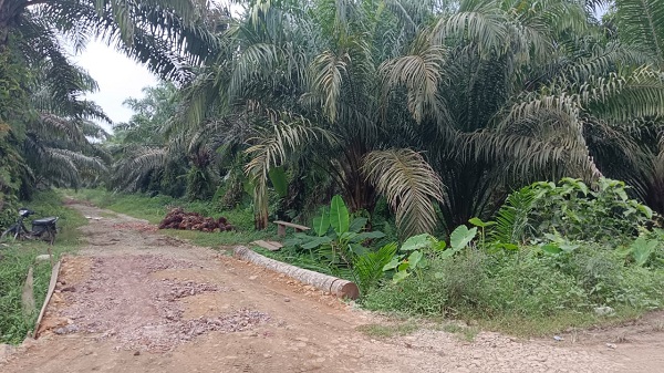 Sebagian kawasan hutan produksi konversi di Desa Bintuas Kec. Natal, Kab. Mandailingnatal, dialihfungsikan menjadi perkebunan kelapa sawit. Waspada/Ist