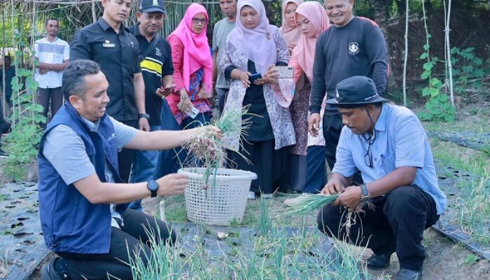 Pj Wali Kota Sabang Panen Bawang
