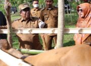Vaksinasi Sapi Antisipasi Penyakit PMK Di Aceh Utara