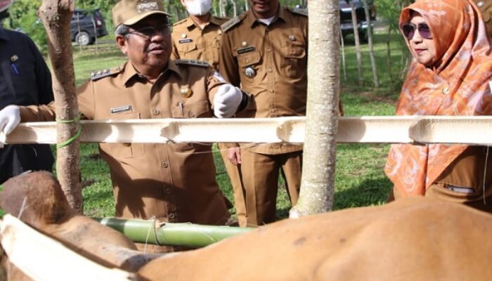 Vaksinasi Sapi Antisipasi Penyakit PMK Di Aceh Utara
