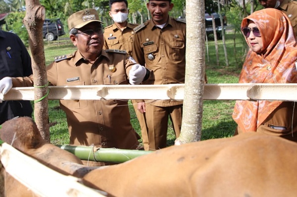Pj Bupati Aceh Utara Mahyuzar didampingi Kepala Dinas Perkebunan, Peternakan dan Kesehatan Hewan Ir Lilis Indriansyah, MP meninjau vaksinasi sapi sebagai bentuk dukungan bisnis peternakan, Senin (25/9). Waspada/ist