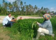 Airbatu Kembangkan Agrowisata Pertanian Organik