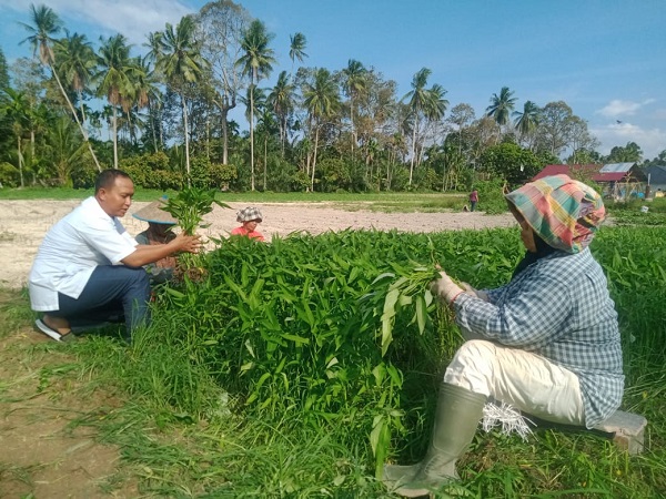 Desa Hessa Air Genting Kec. Airbatu, Kab. Asahan mengembangkan agrowisata pertanian argonik, khususnya tanaman sayuran. Waspada/Rahmad F Siregar